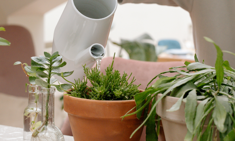 Persona regando las plantas con regadera en exceso