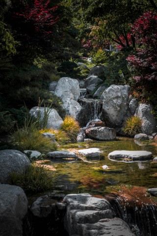 Jardín japones con cascada y cerezos en flor